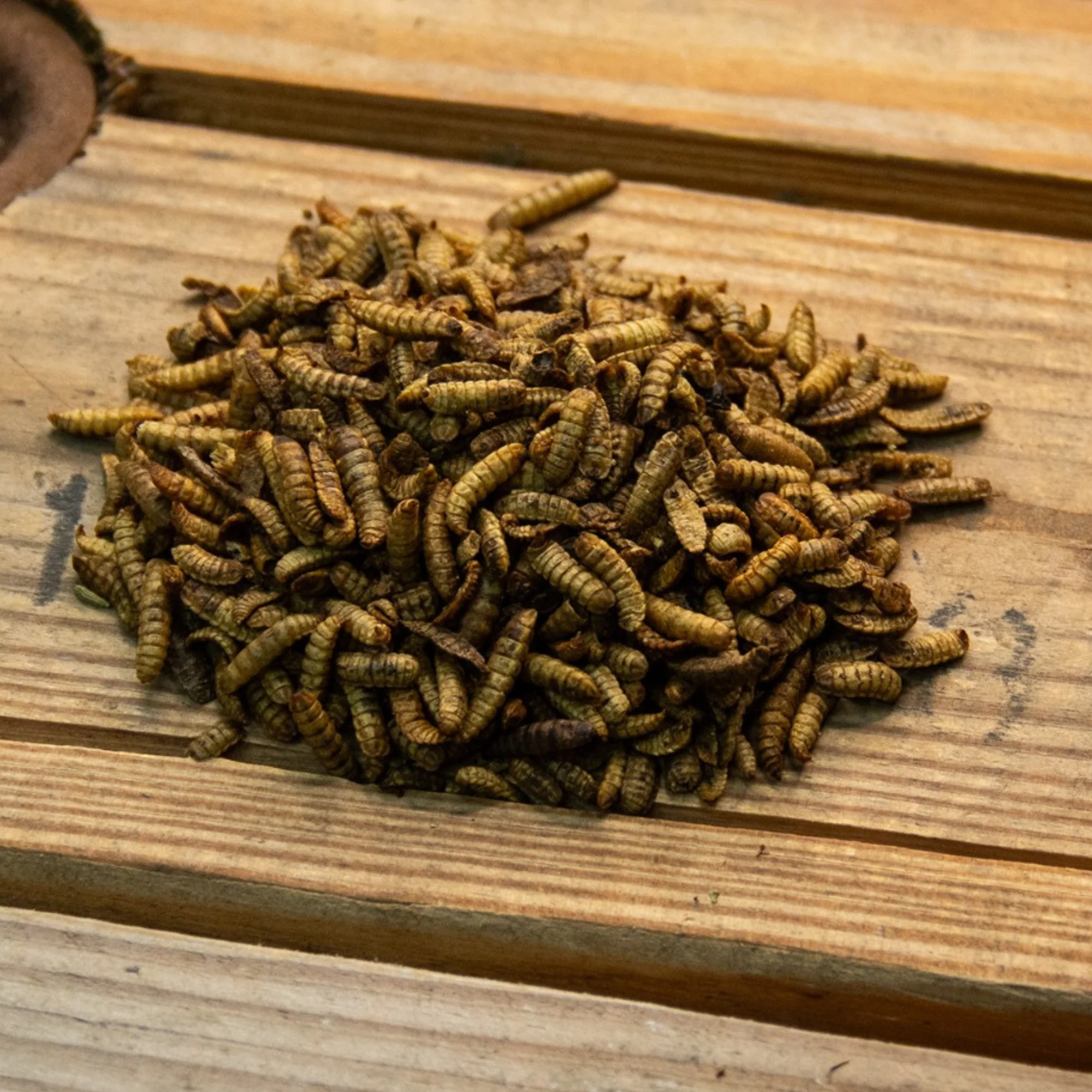 Flock Perfect Chicken Dance Grubs, 3.5 lbs - Buy Pet Shop