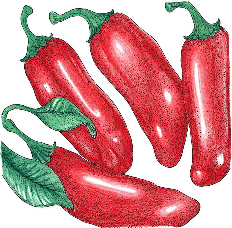 Hot Jalapeno Early Pepper Seeds (Organic) - Buy Pet Shop