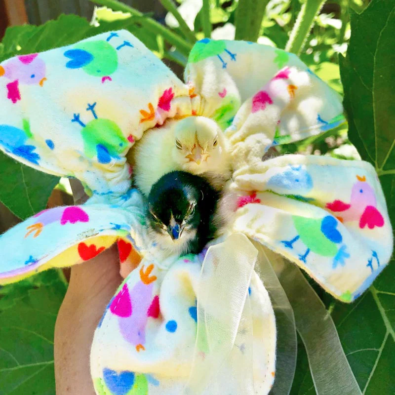 Peep Pouch - Cuddle Chicks Safely! - Buy Pet Shop