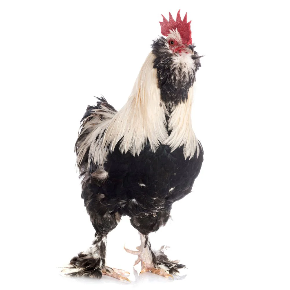 Cockerel: Assorted, Shipping Week of - Buy Pet Shop