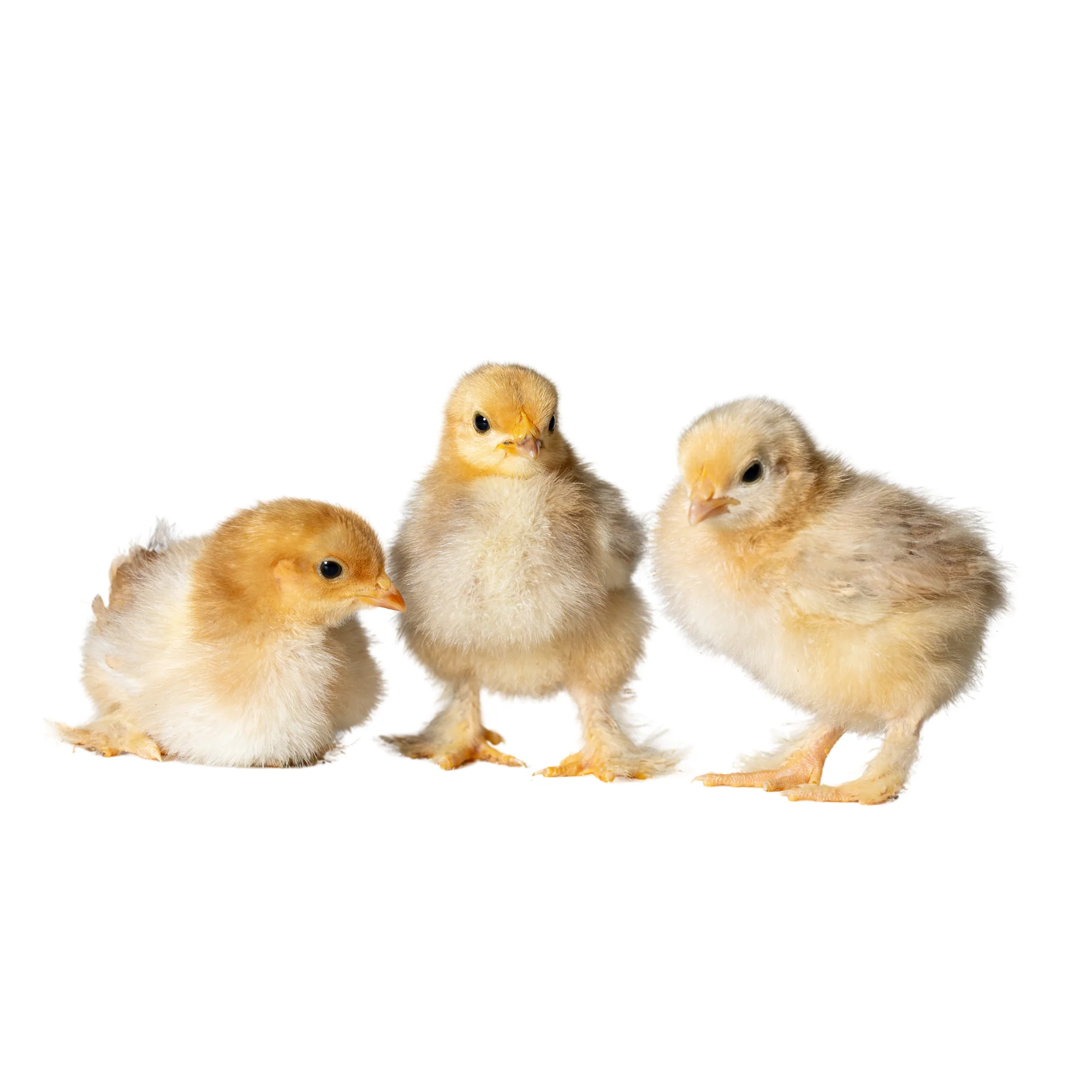 Baby Chicks: Calico Cochin Bantam - Buy Pet Shop