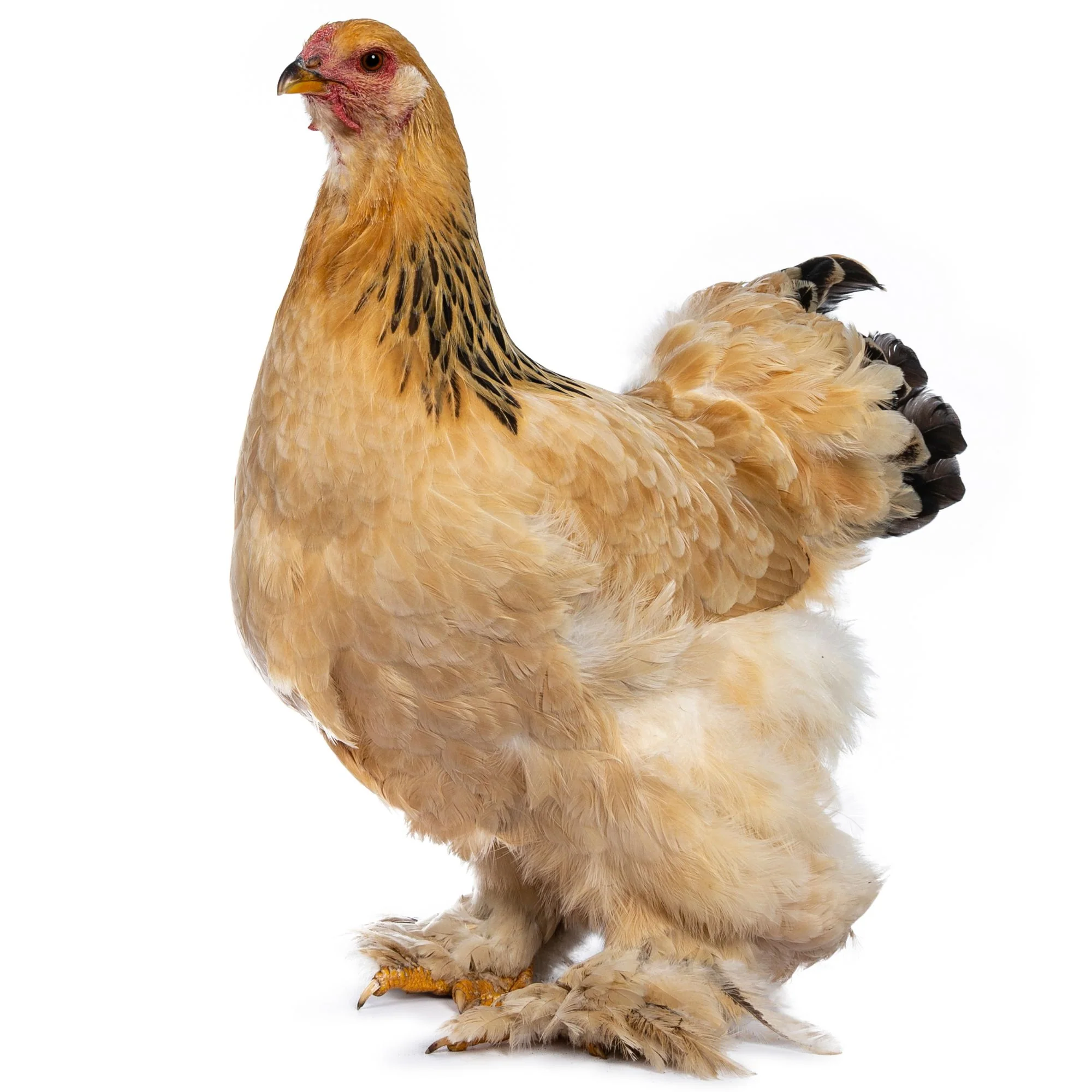 Pullet: Buff Brahma, Shipping Week of - Buy Pet Shop