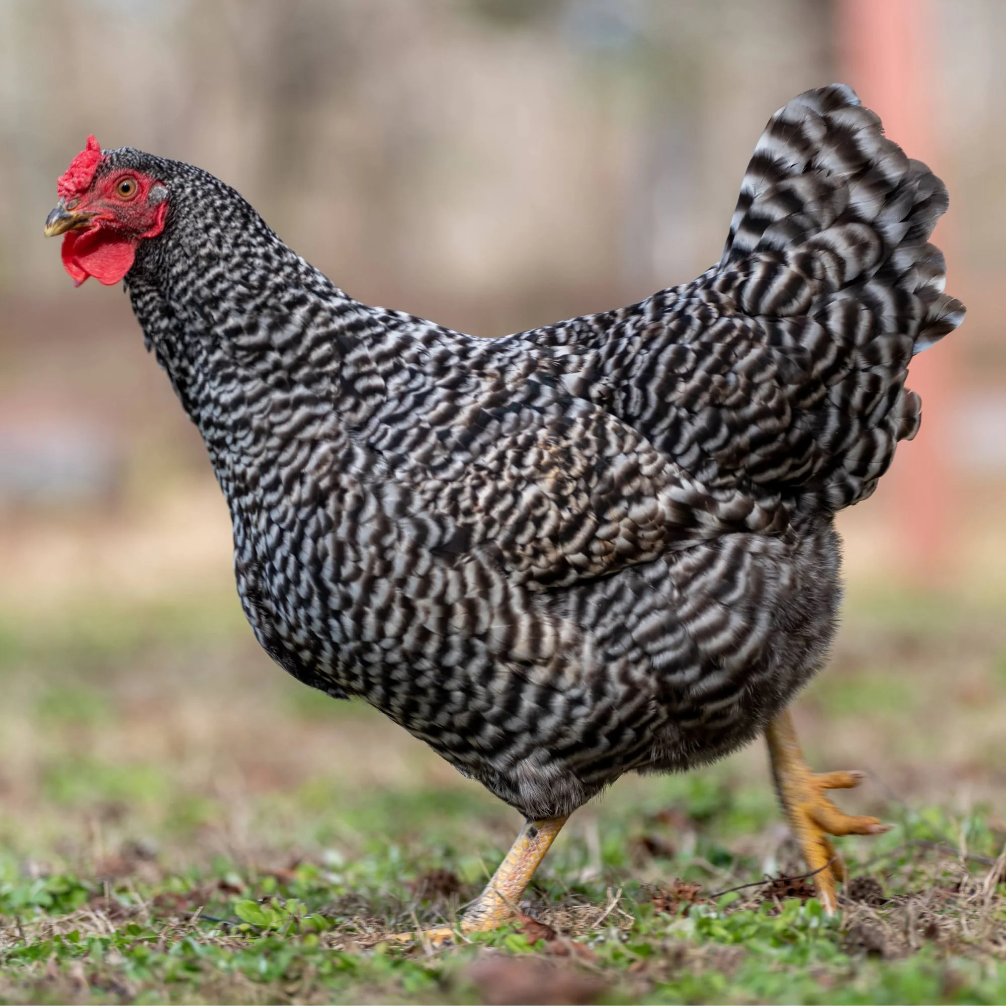 Baby Chicks: Dominique - Buy Pet Shop