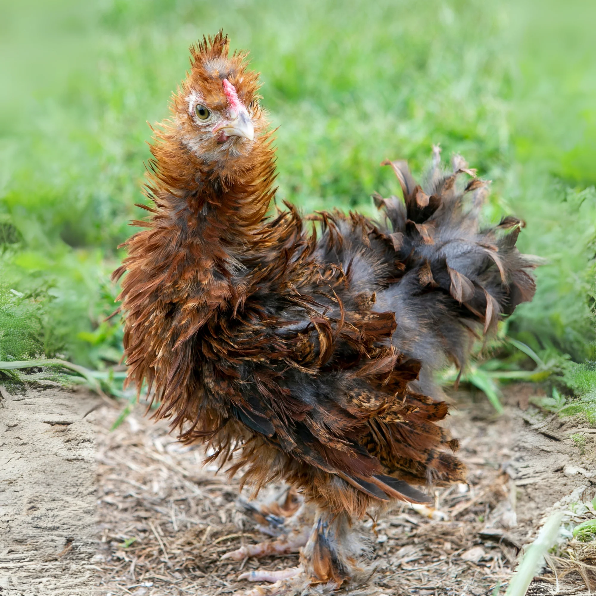 Baby Chicks: Frizzle Easter Egger - Buy Pet Shop