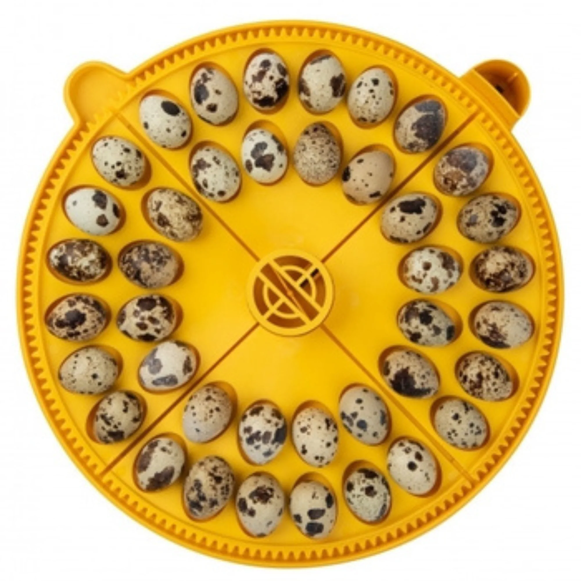 Brinsea Maxi Small Egg Insert (40 quail eggs) - Buy Pet Shop