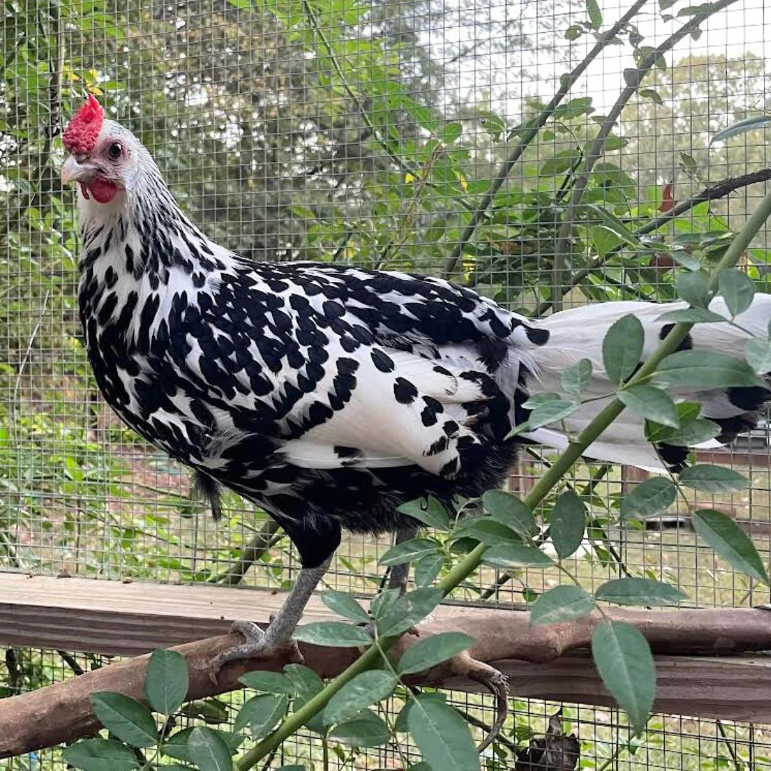 Pullet: Silver Spangled Hamburg - Buy Pet Shop