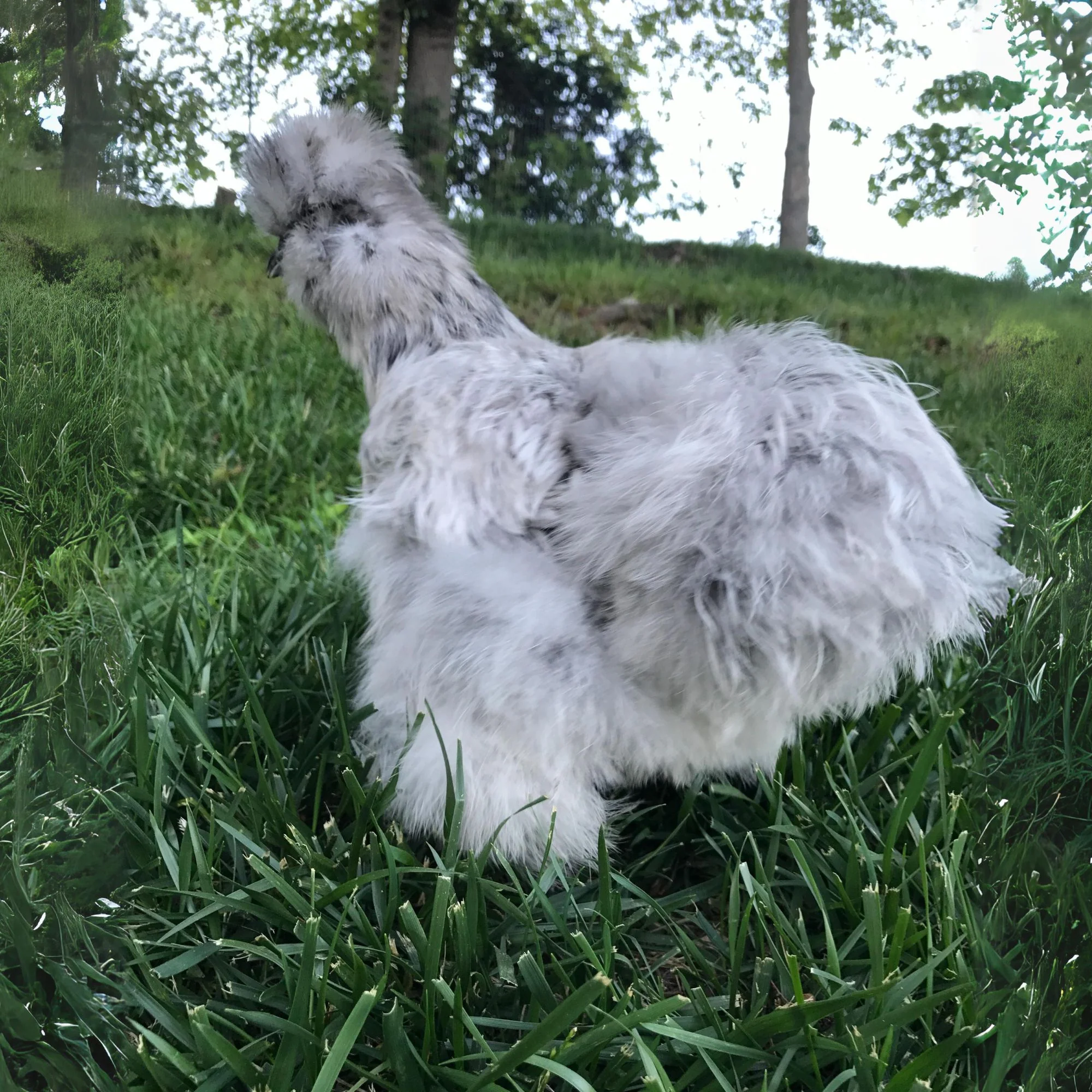 Baby Chicks: Splash Silkies - Buy Pet Shop