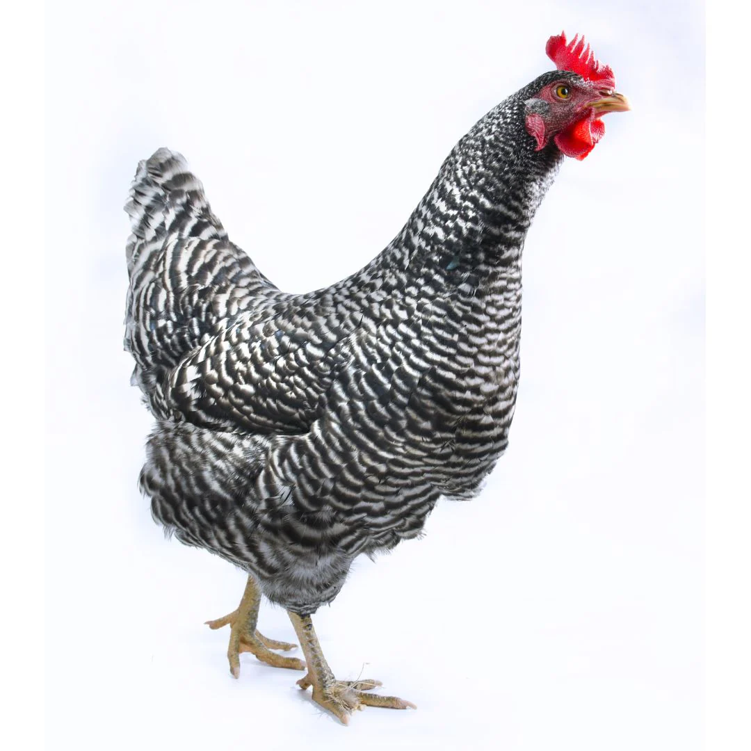 Hatching Eggs: Barred Plymouth Rock, Hen Haven Location - Buy Pet Shop