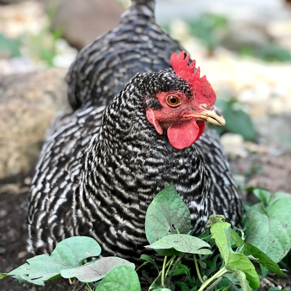 Hatching Eggs: Barred Plymouth Rock, Hen Haven Location - Buy Pet Shop