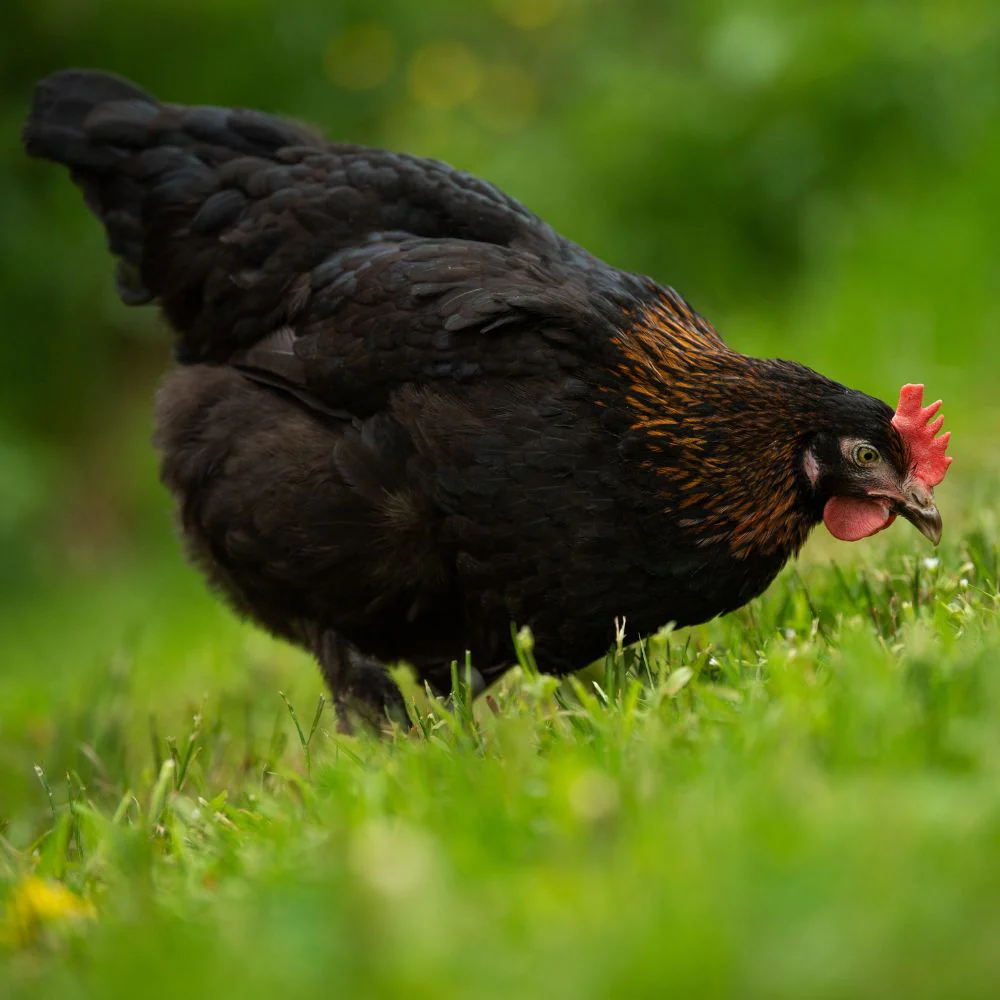 Pullet: Black Copper Marans, Shipping Week - Buy Pet Shop