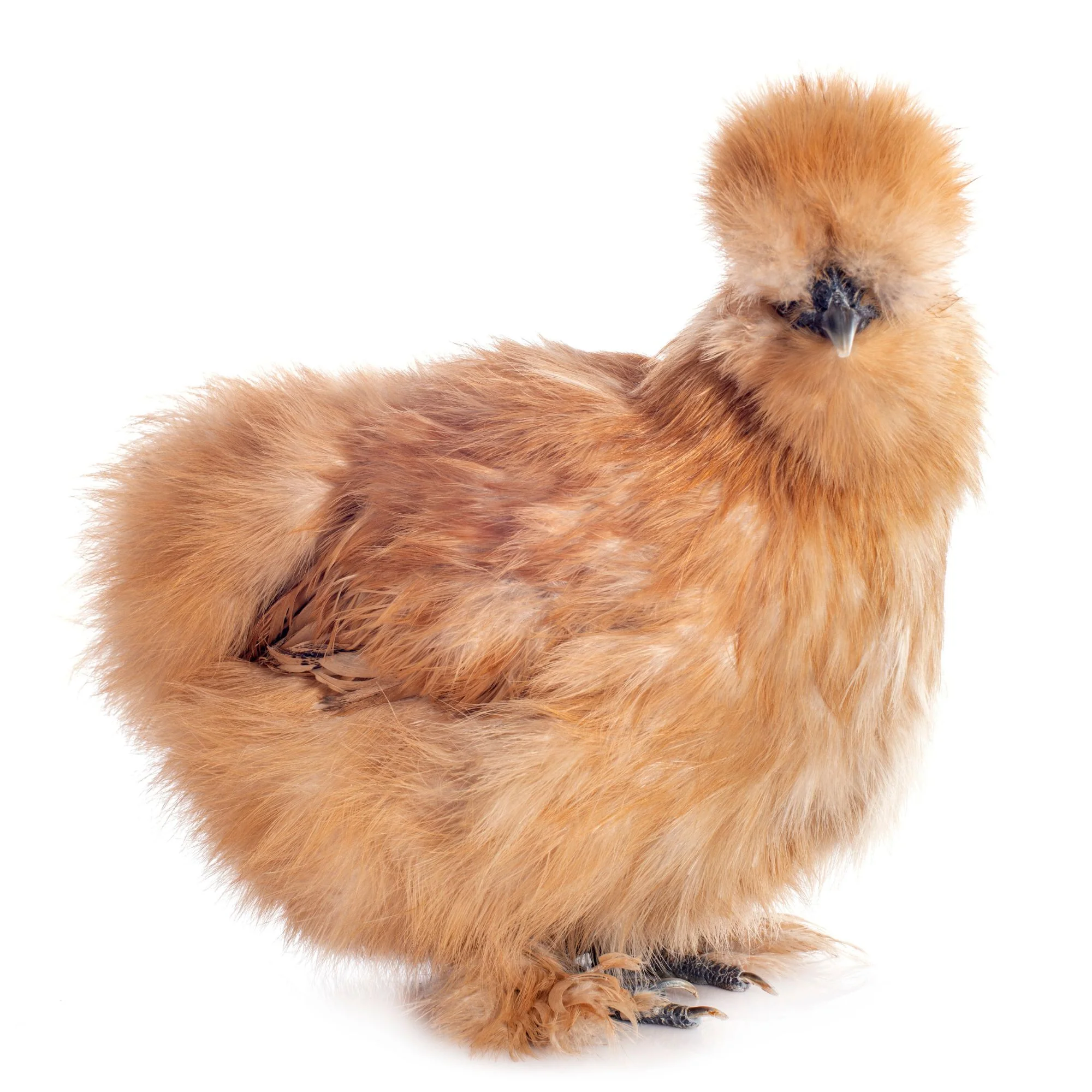 Baby Chicks: Buff Silkie Bantam - Buy Pet Shop