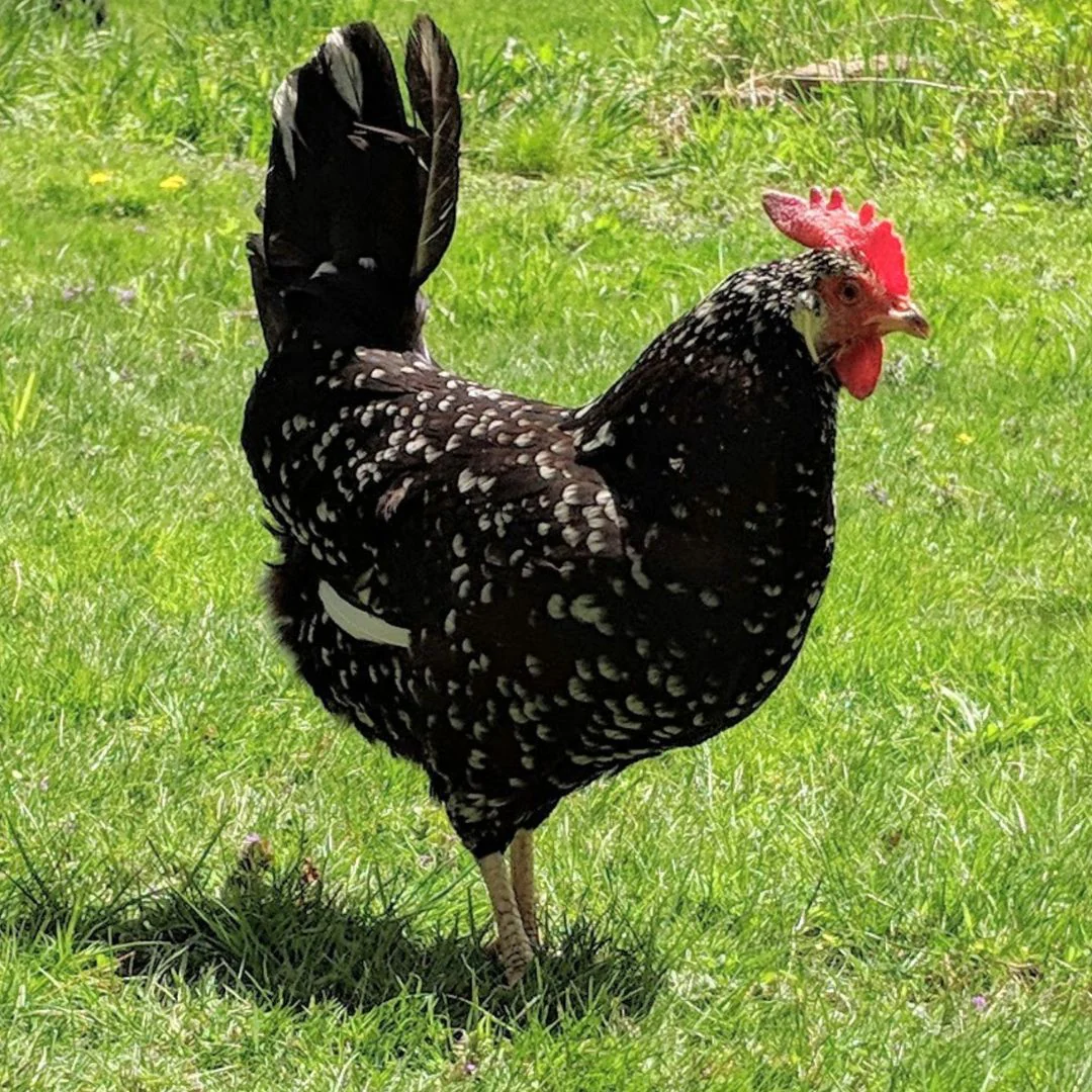 Baby Chicks: Ancona - Buy Pet Shop