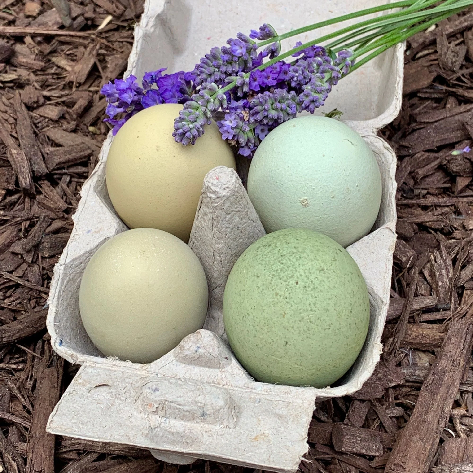 Mystery Chick from Our Colorful Egg Layer Assortment - Buy Pet Shop