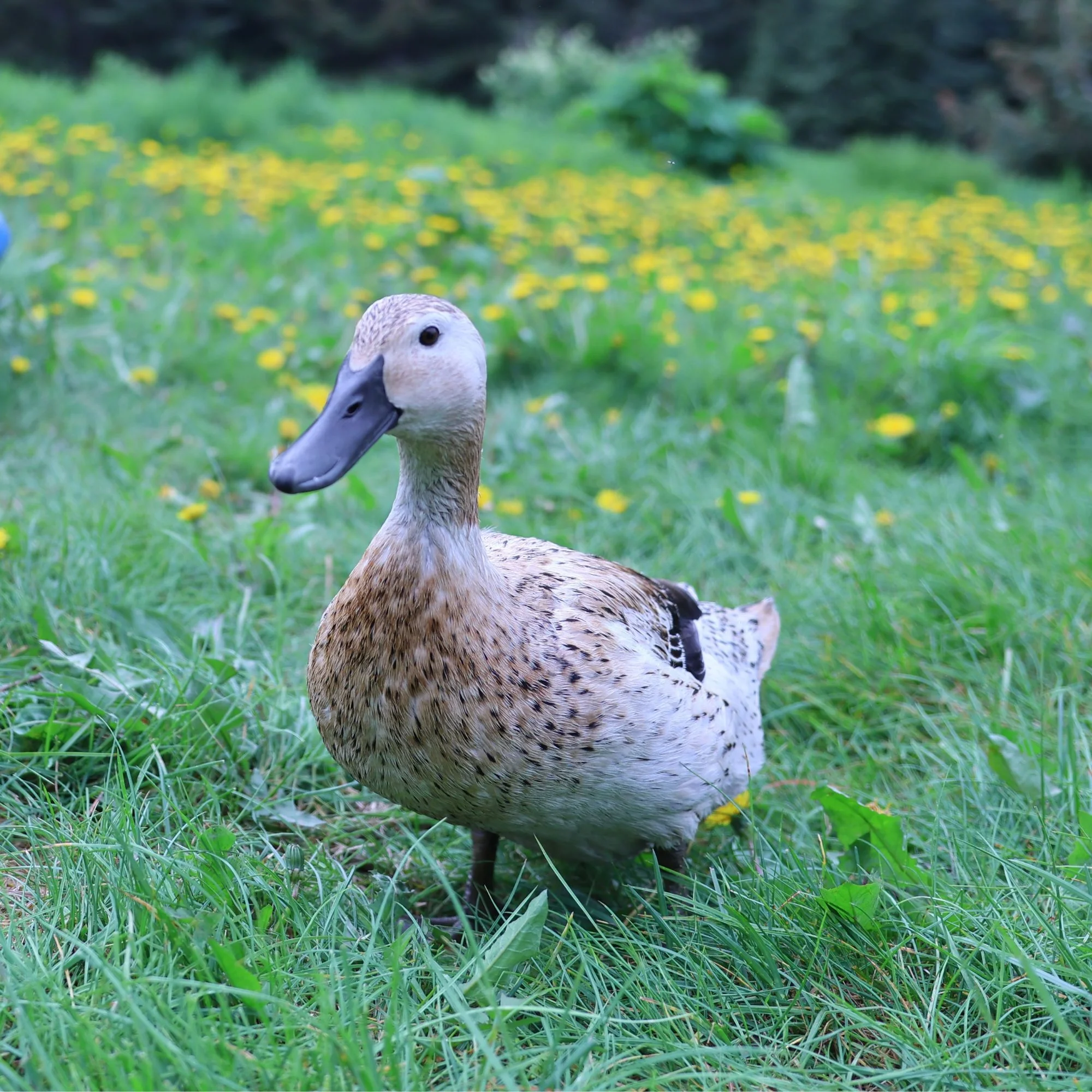 Ducklings: Welsh Harlequin - Buy Pet Shop