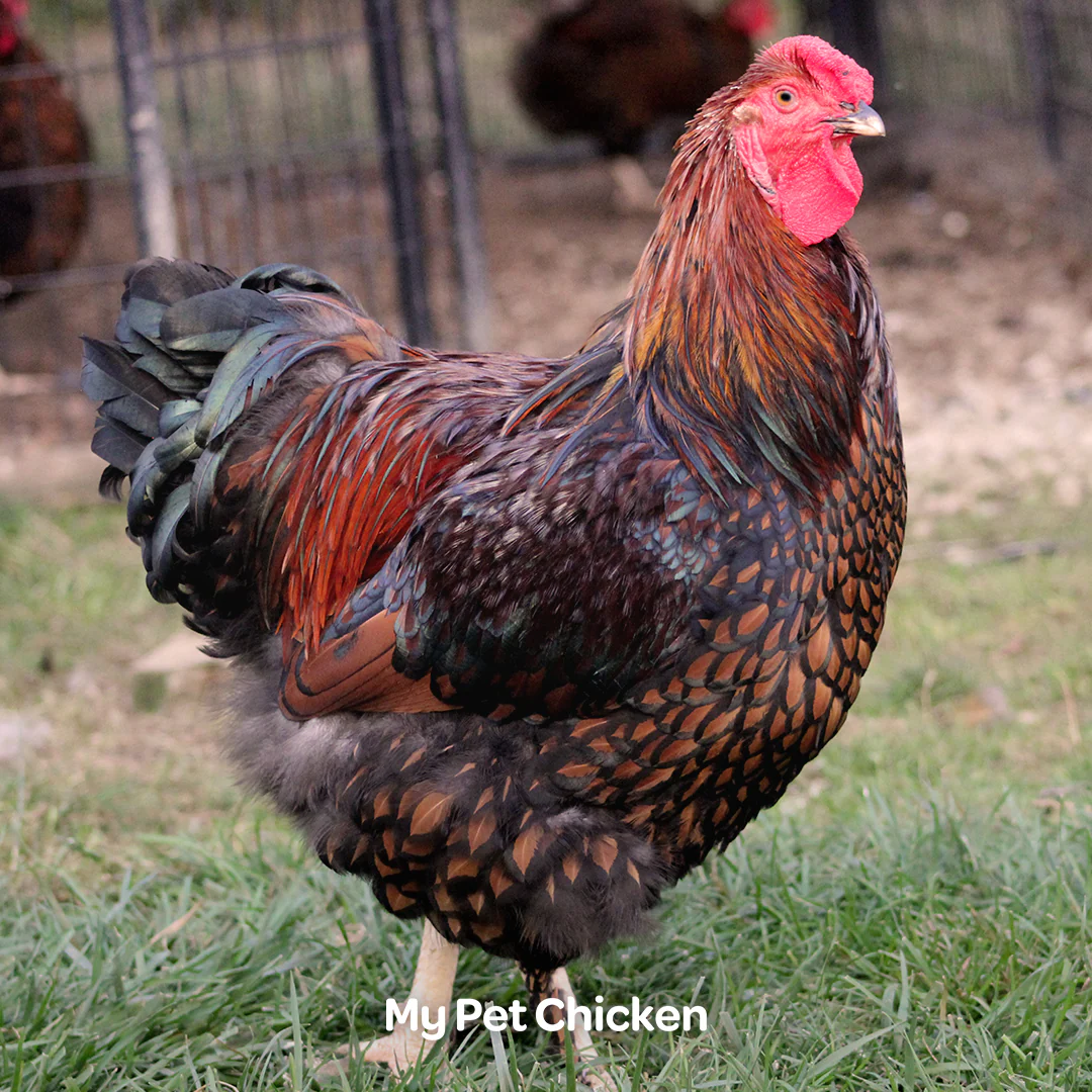 Hatching Eggs: Heritage Golden Laced Wyandotte, Backyard Bunch Location - Buy Pet Shop