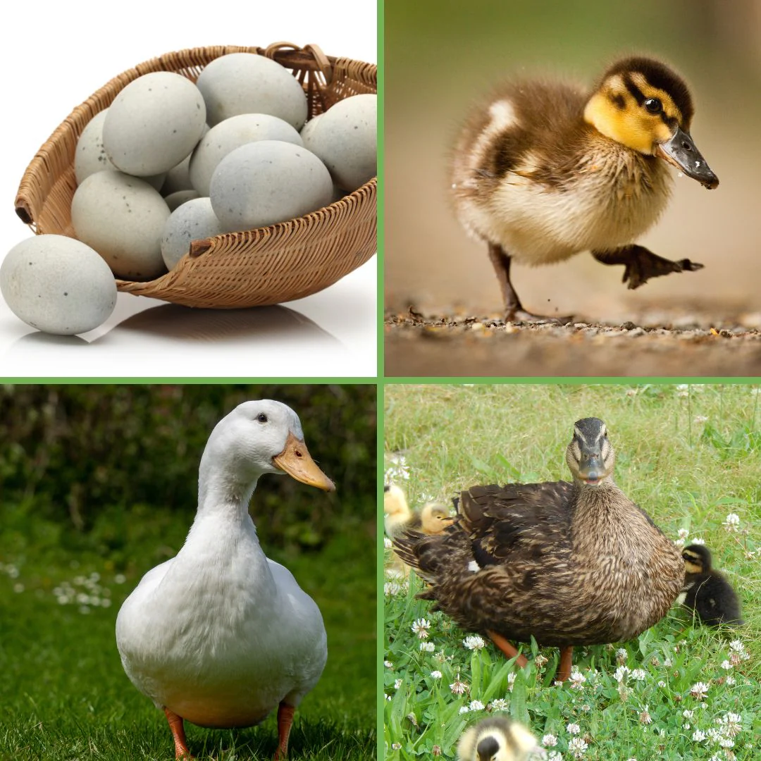 Hatching Eggs: Assorted Duck Eggs - Buy Pet Shop