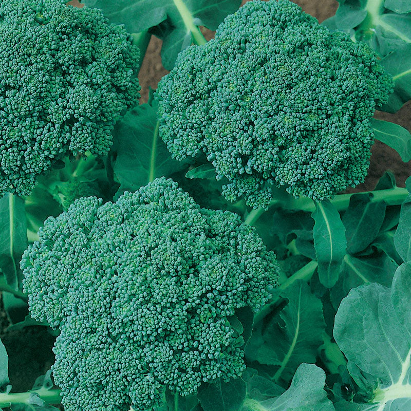 Calabrese Broccoli Seeds (Organic) - Buy Pet Shop