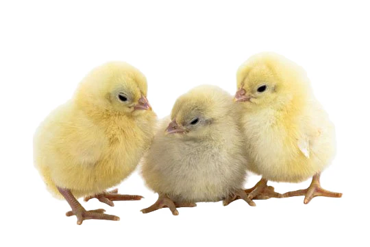 Baby Chicks: White Plymouth Rock - Buy Pet Shop