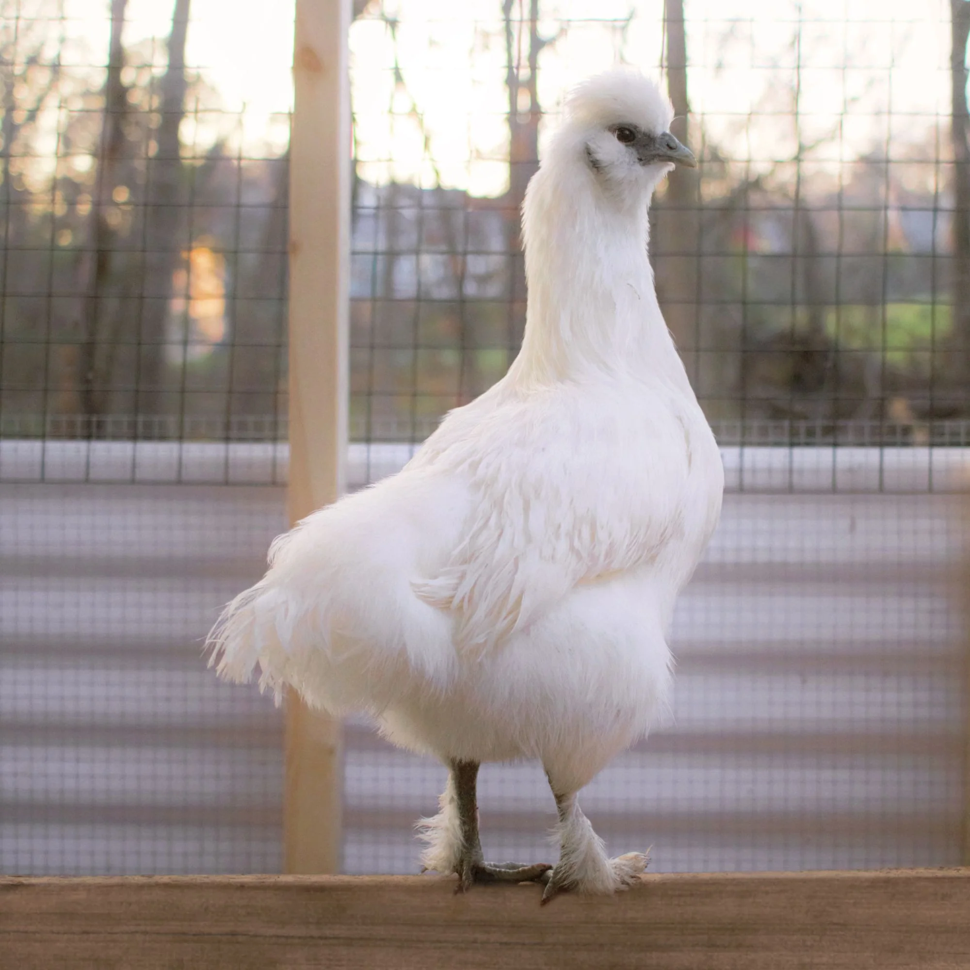 Pullet: Silked White Easter Egger, Shipping Week of - Buy Pet Shop