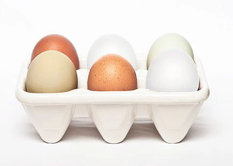 Hatching Eggs: Eggs for Education - Buy Pet Shop