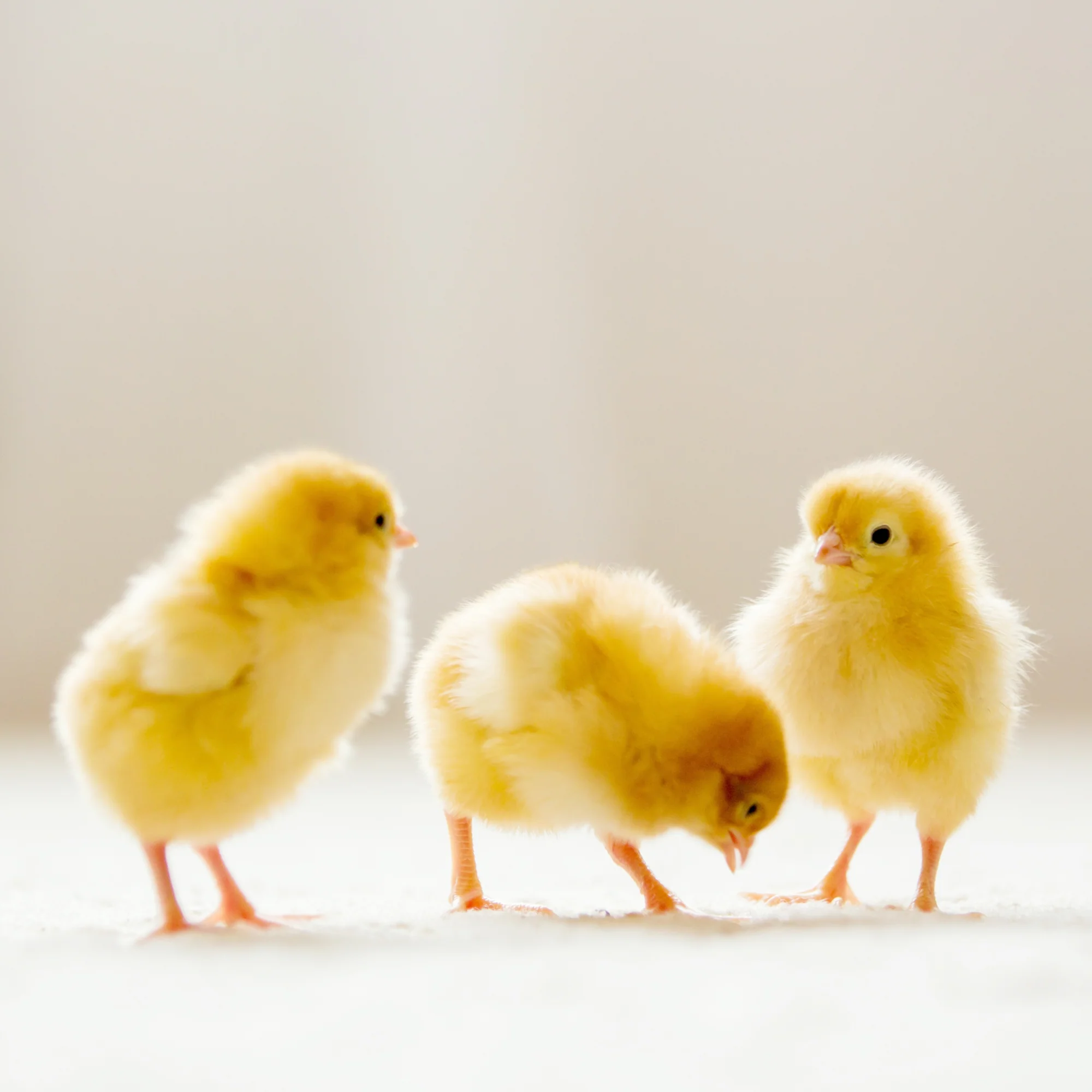 Baby Chicks: Marraduna Basque - Buy Pet Shop