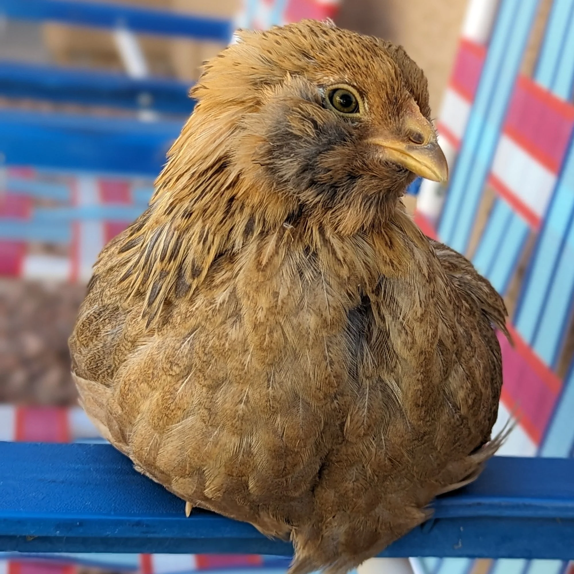 Baby Chicks: Easter Egger Bantam - Buy Pet Shop