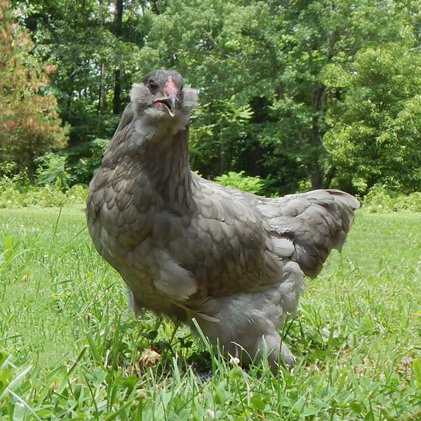 Hatching Eggs: 4 Dozen Assorted Eggs - Buy Pet Shop