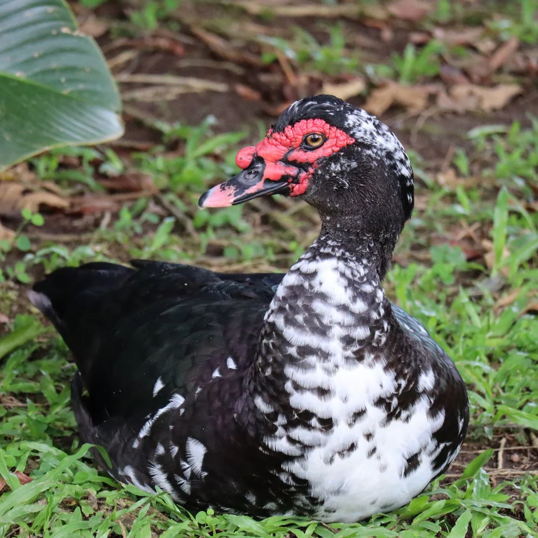 Ducklings: Black Muscovy - Buy Pet Shop