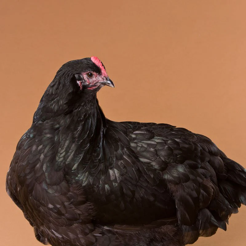 Baby Chicks: Black/Lavender Split Orpington - Buy Pet Shop