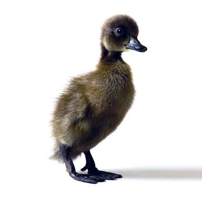 Ducklings: Blue Runner - Buy Pet Shop