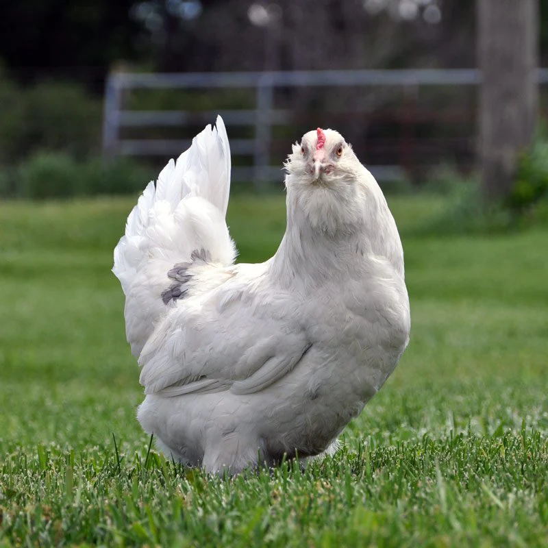 Baby Chicks: Bountiful Blue Egg Layer - Buy Pet Shop