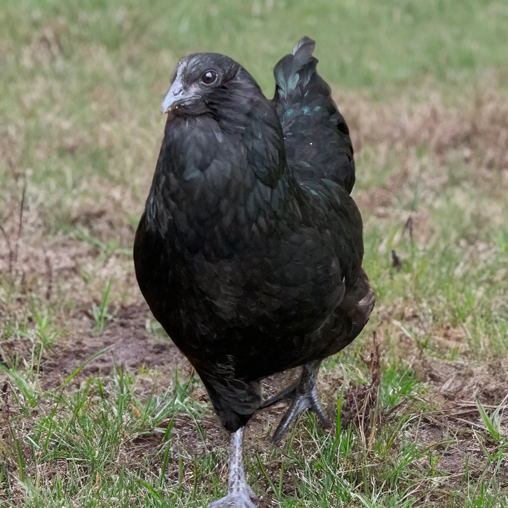 Pullet: Fibro Easter Egger, Shipping Week of - Buy Pet Shop