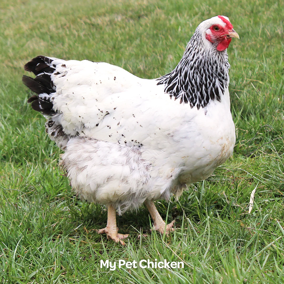 Hatching Eggs: Columbian Wyandotte, Backyard Bunch Location - Buy Pet Shop