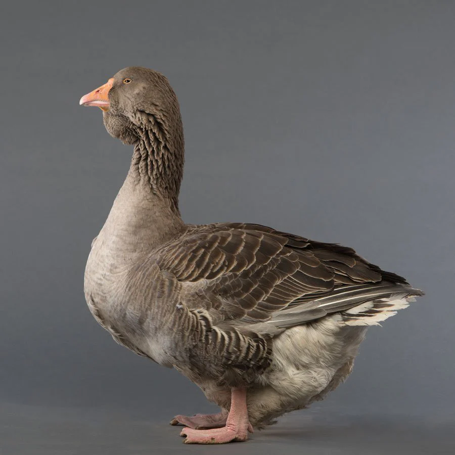 Goslings: Large Dewlap Toulouse - Buy Pet Shop