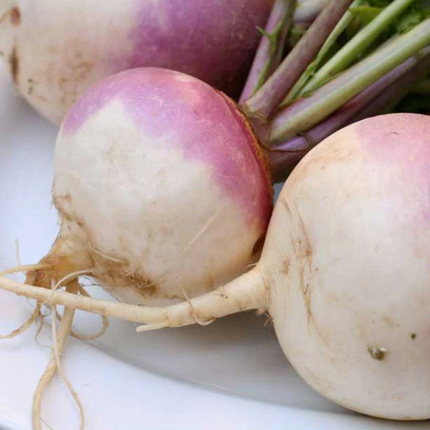 Purple Top White Globe Turnip Seeds (Organic) - Buy Pet Shop