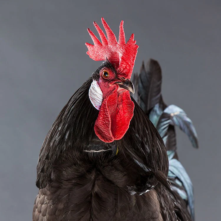 No-Crow Rooster Collar - Buy Pet Shop