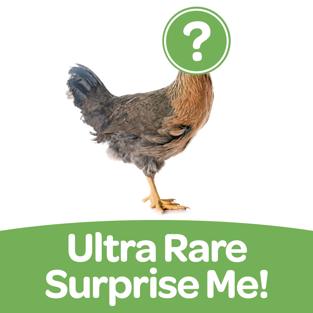 Pullet: Ultra Rare Surprise Me!, Shipping Week of - Buy Pet Shop