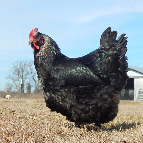 Mystery Chick from Our Rare Marans Assortment - Buy Pet Shop