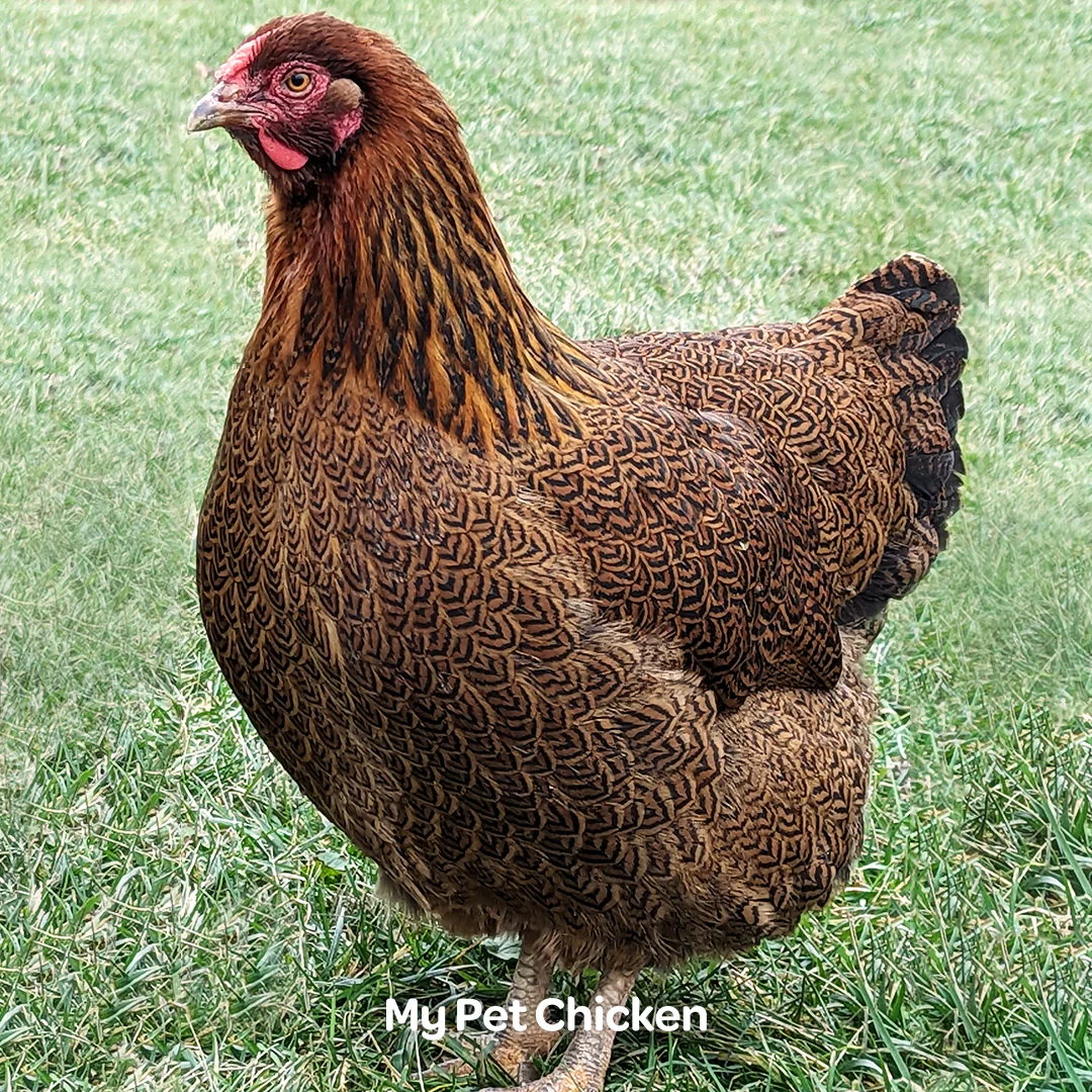 Hatching Eggs: Partridge Wyandotte, Backyard Bunch Location - Buy Pet Shop