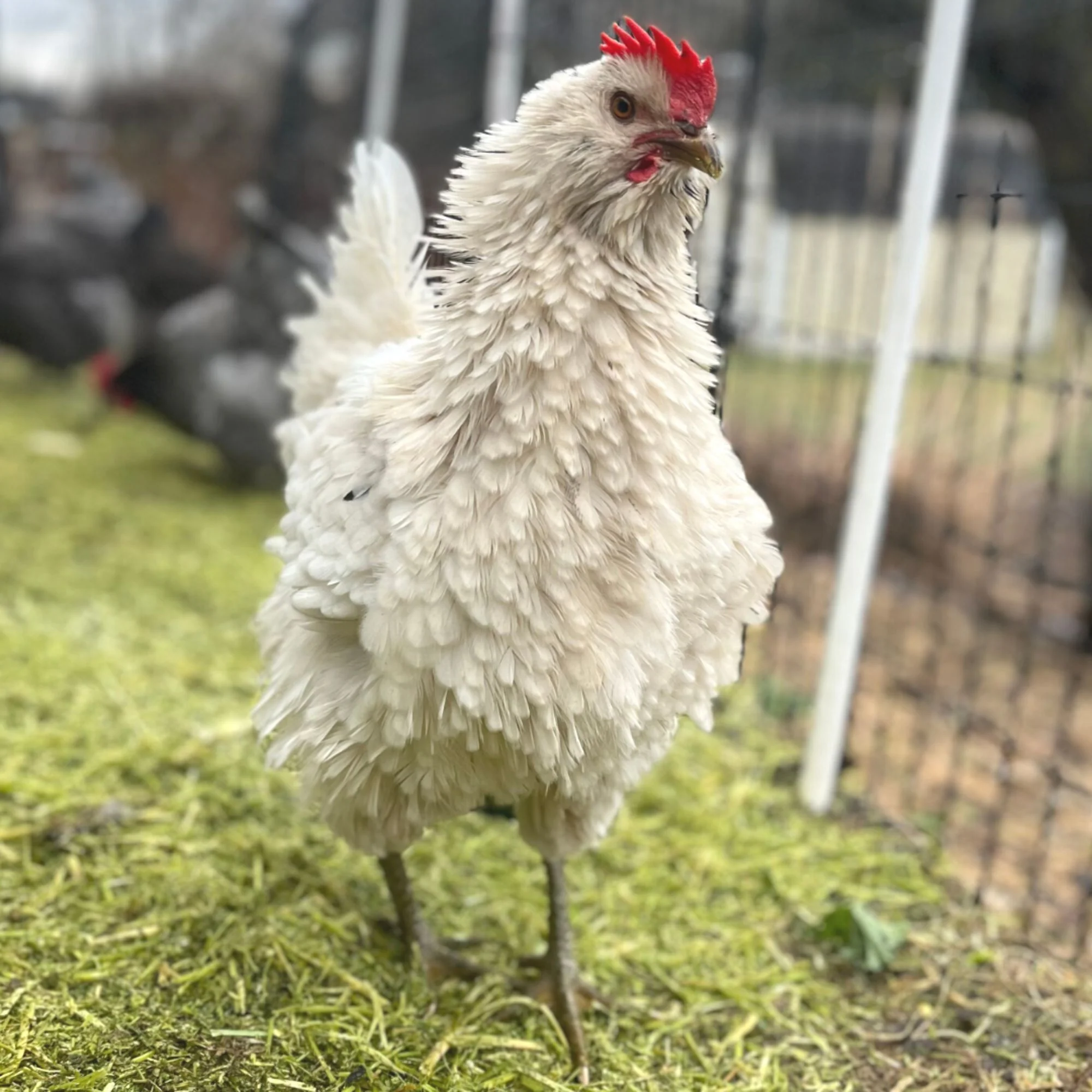 Pullet: Frizzle Bountiful Blue Egg Layer, Shipping Week of - Buy Pet Shop