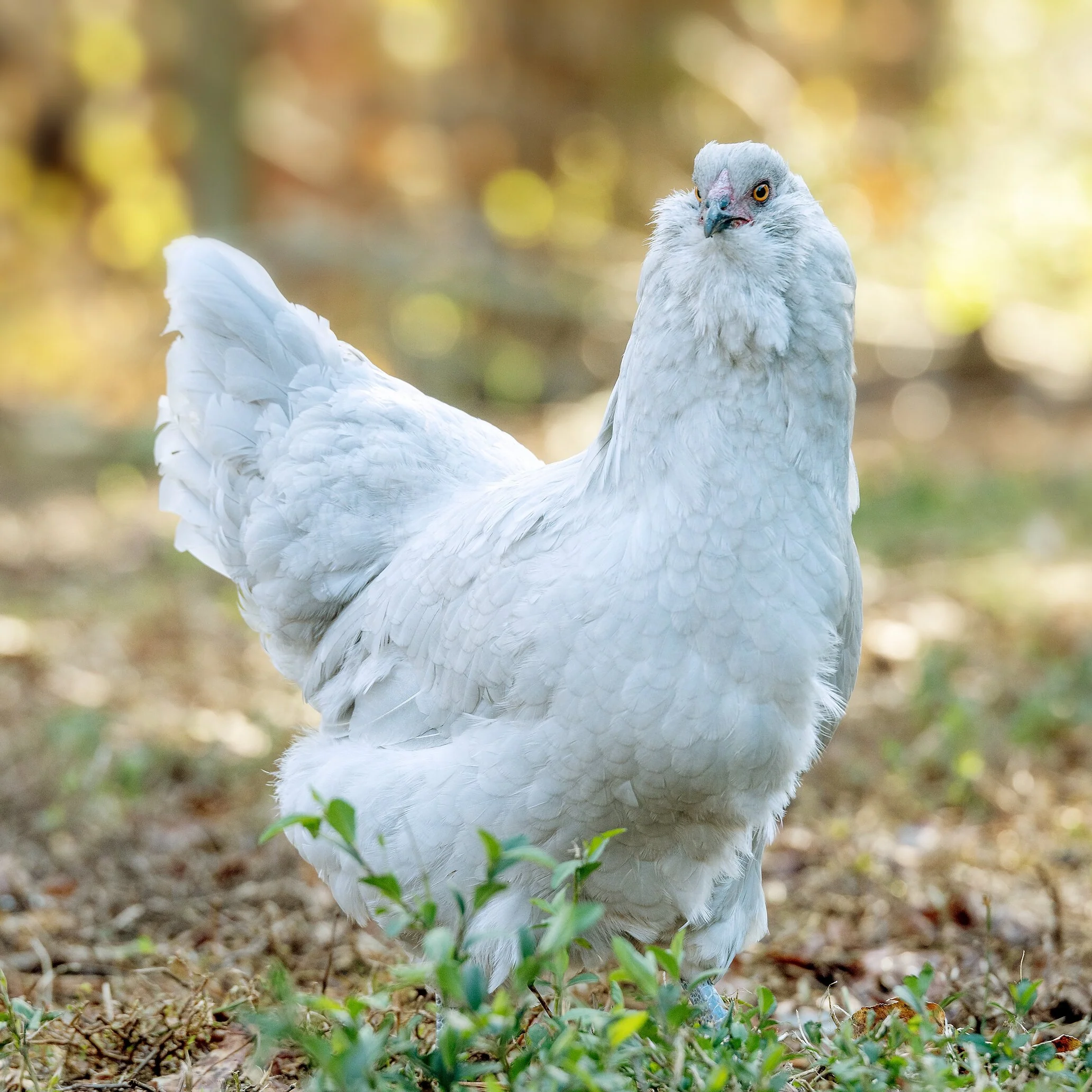 Pullet: Lavender Ameraucana, Shipping Week of - Buy Pet Shop