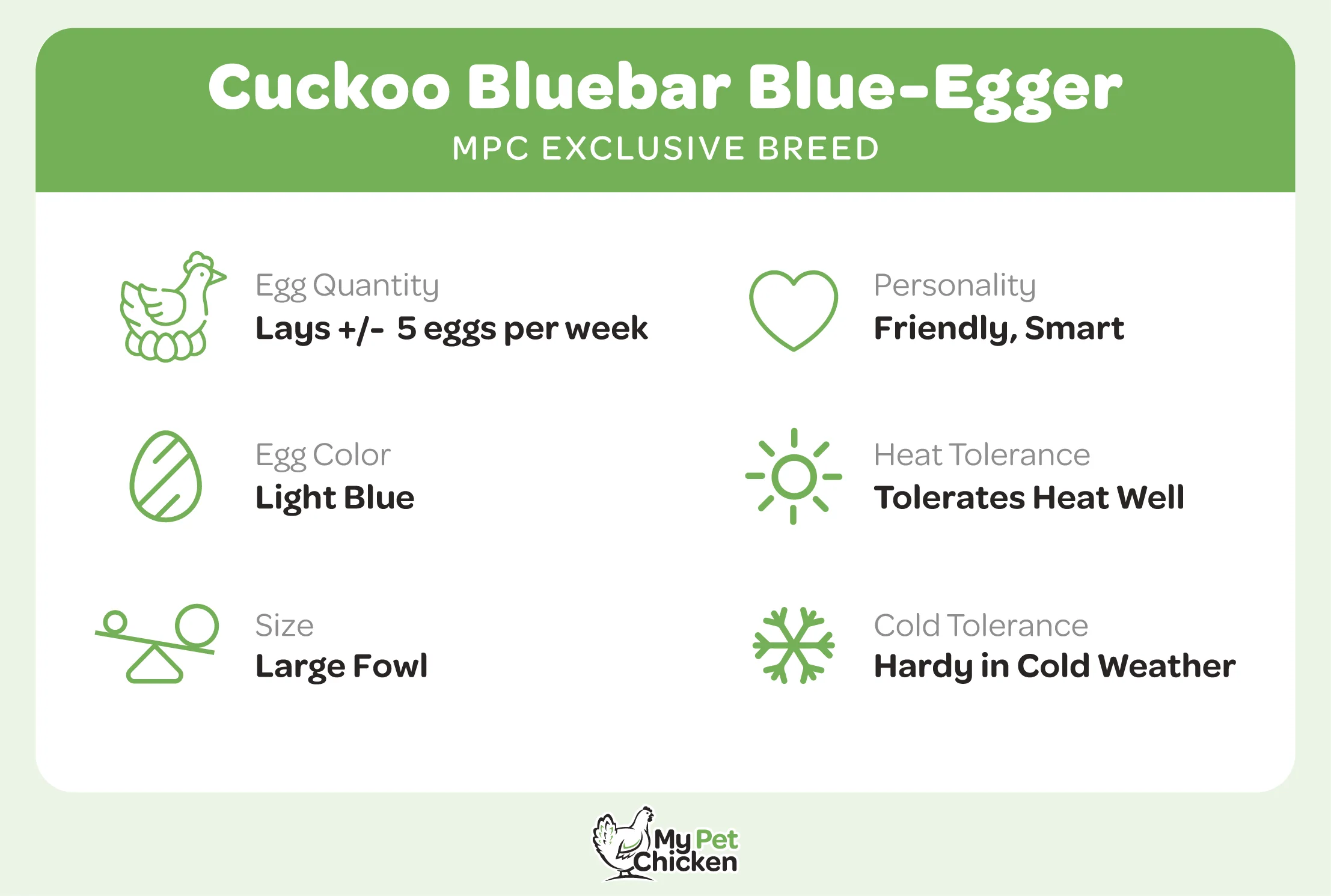 Pullet: Cuckoo Bluebar, Shipping Week of - Buy Pet Shop