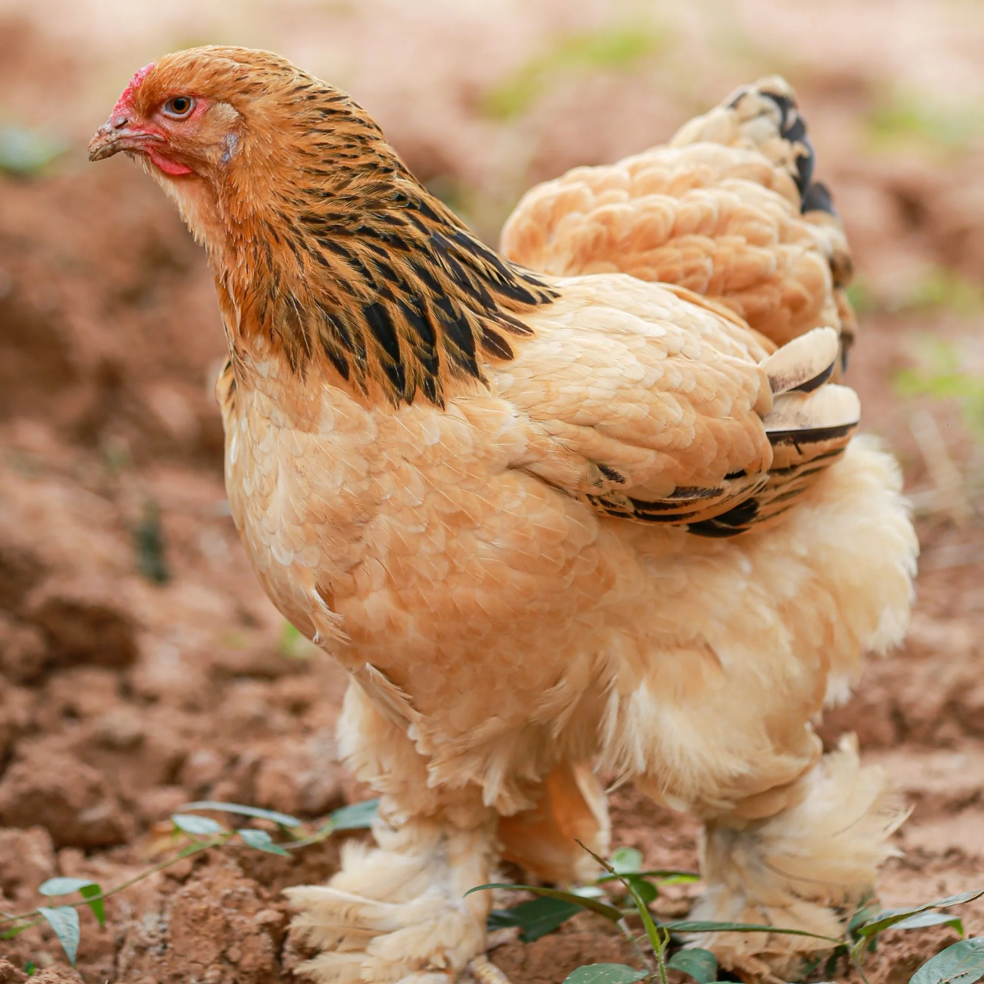 Pullet: Buff Brahma, Shipping Week of - Buy Pet Shop