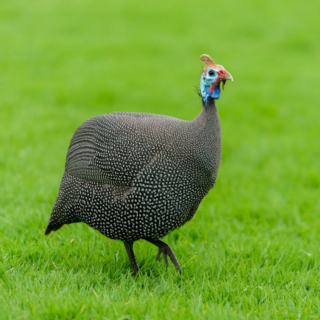 Pearl Guinea Fowl - Buy Pet Shop