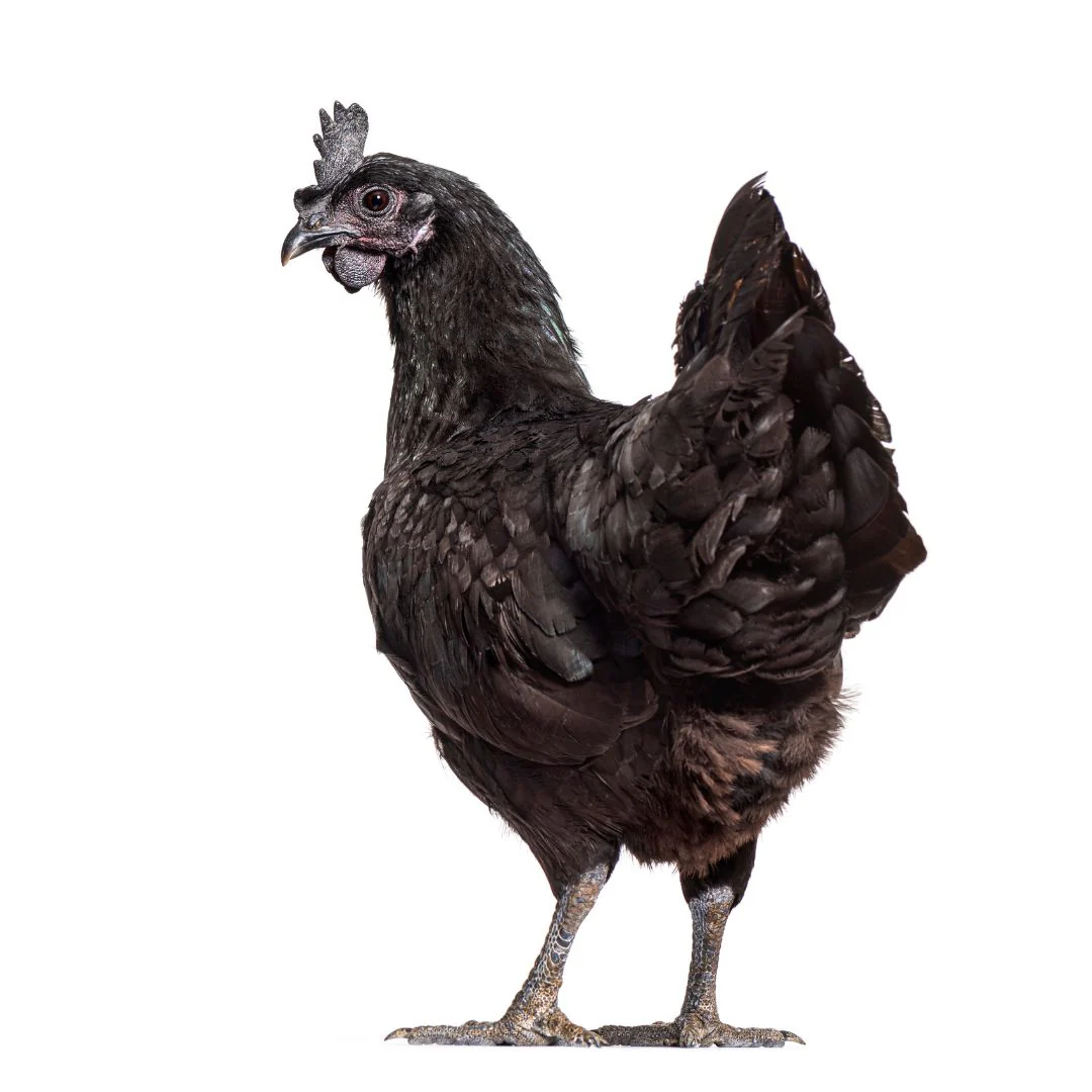 Baby Chicks: Ayam Cemani - Buy Pet Shop