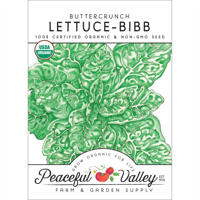Buttercrunch Lettuce Seeds (Organic) - Buy Pet Shop