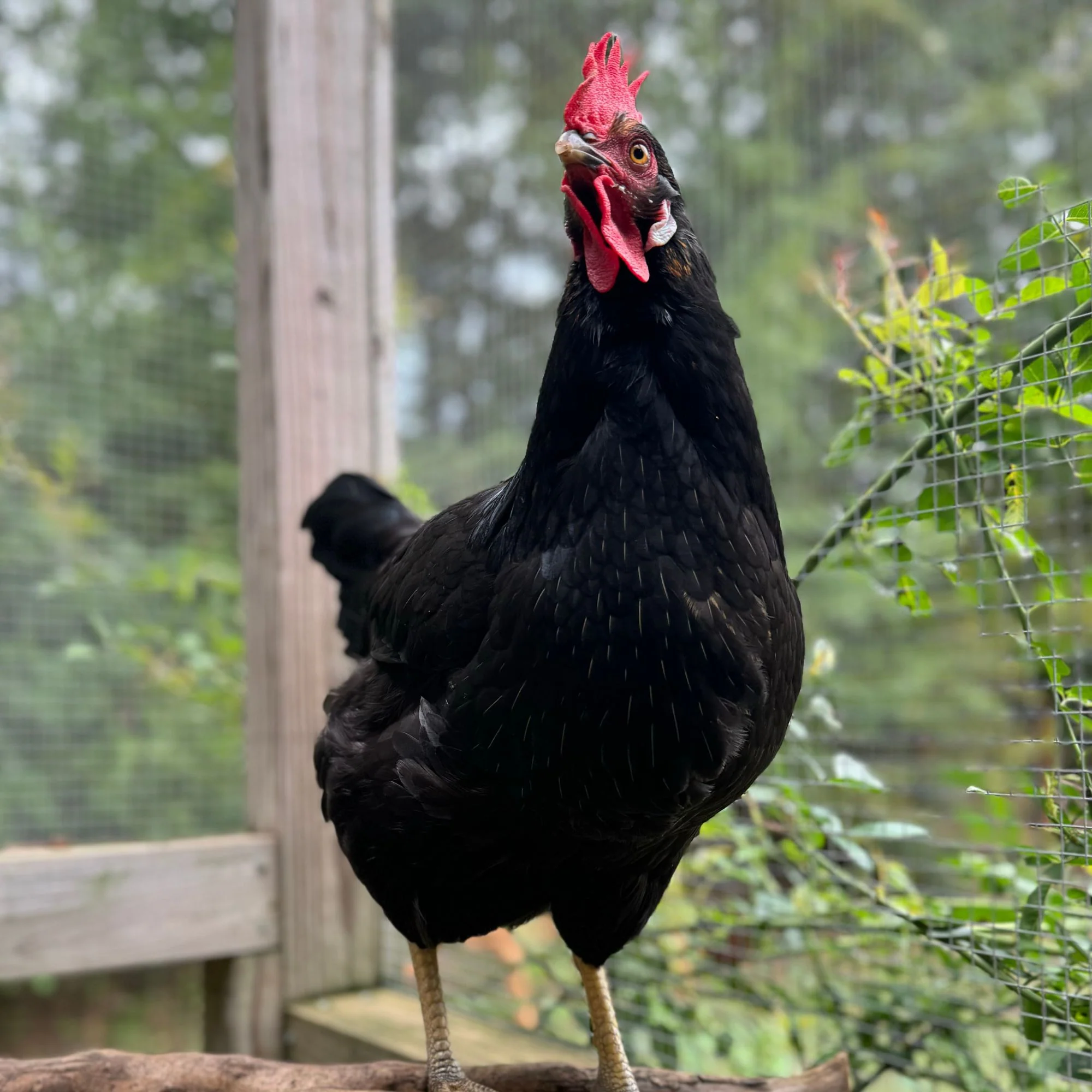 Baby Chicks: Ameribella Sex-Link - Buy Pet Shop