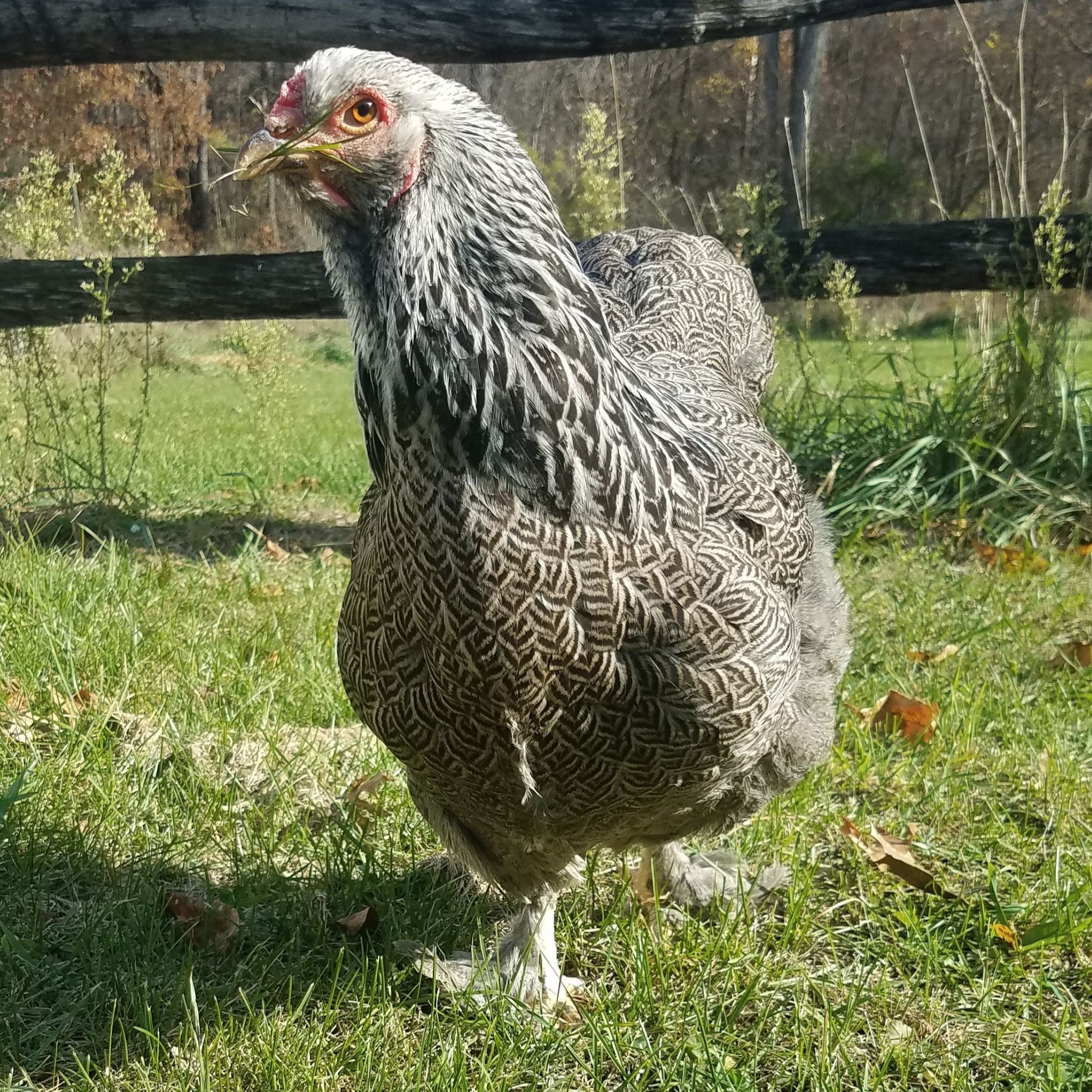 Baby Chicks: Dark Brahma - Buy Pet Shop