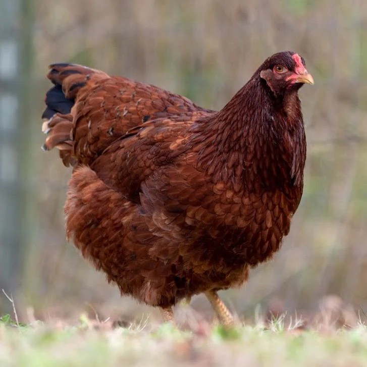 Baby Chicks: Buckeye - Buy Pet Shop