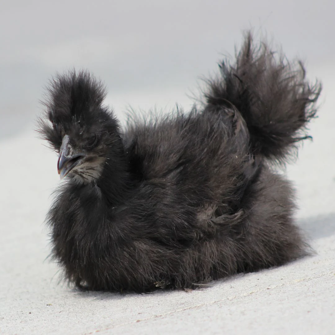 Pullet: Silkie Bantam, Breeder's Choice of Color, Shipping Week - Buy Pet Shop